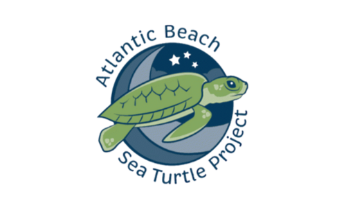 Atlantic Beach Sea Turtle Atlantic Beach Sea Turtle Project