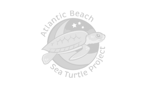 Atlantic Beach Sea Turtle Project
