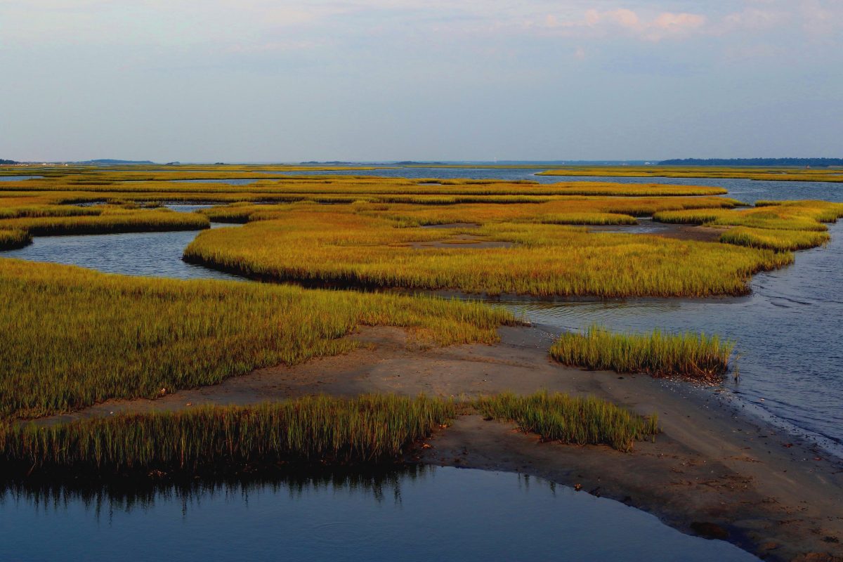 North Carolina Coastal Federation 