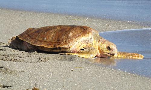 Sea Turtle Conservation