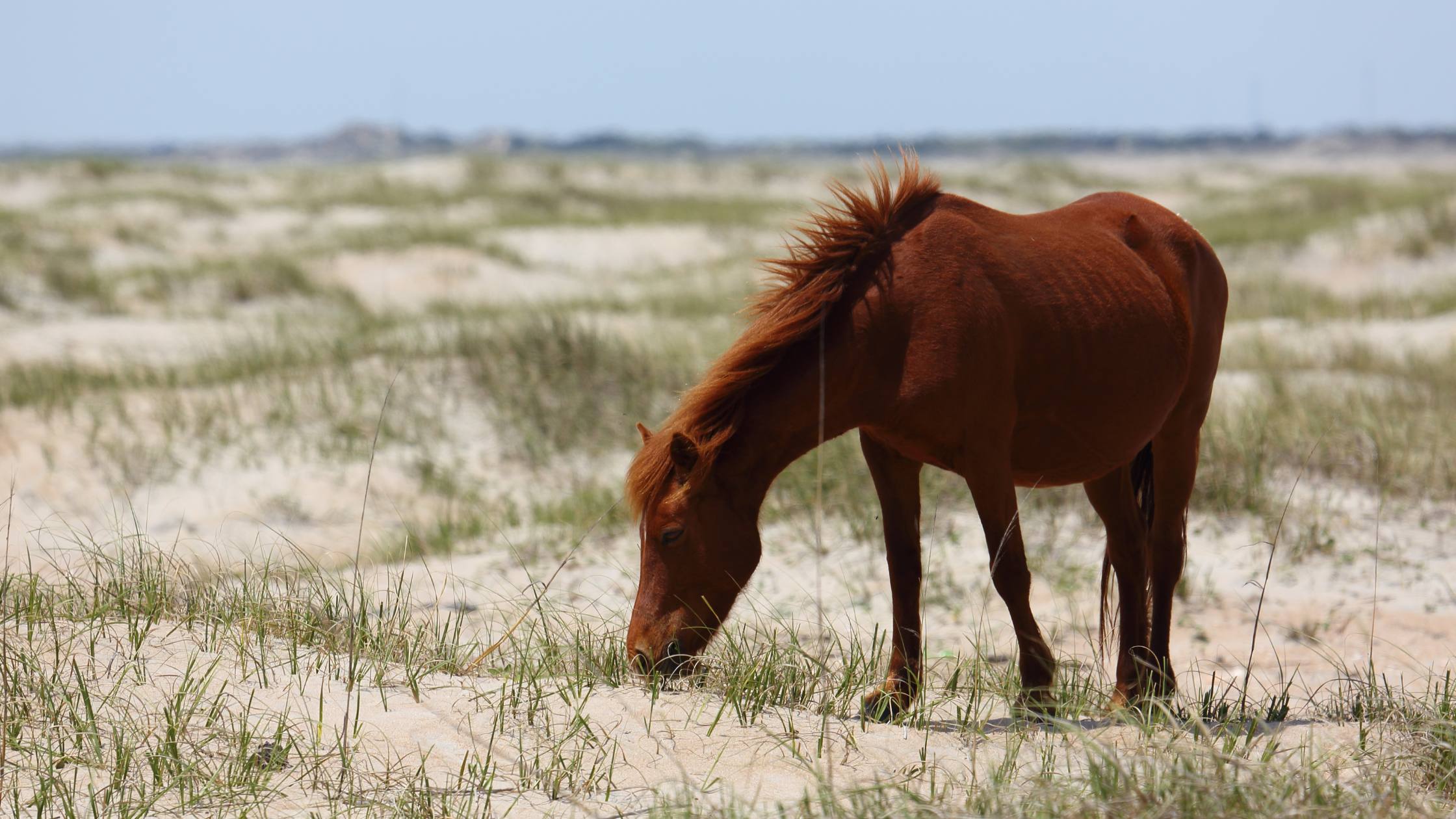 Horse on Shackleford Banks