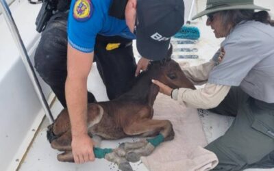 A Rare Outer Banks Foal Gets a Second Chance