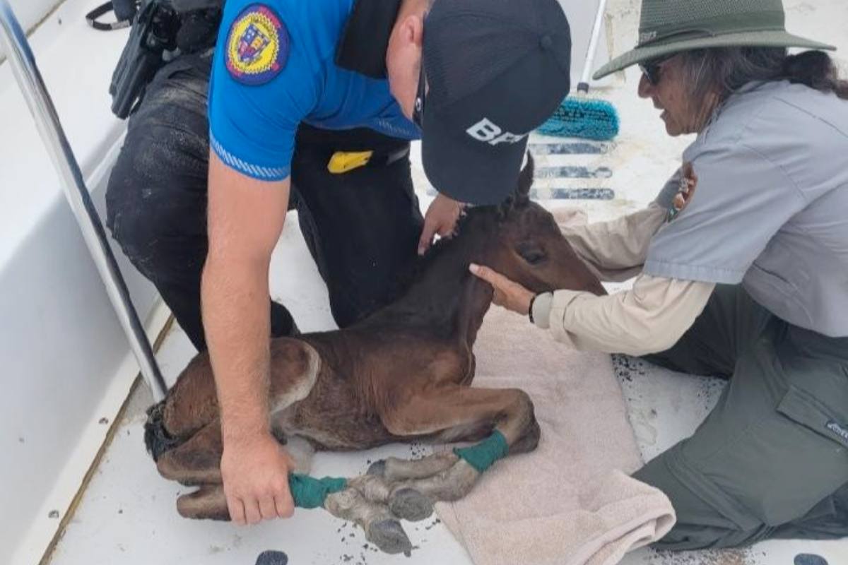 A Rare Outer Banks Foal Gets a Second Chance