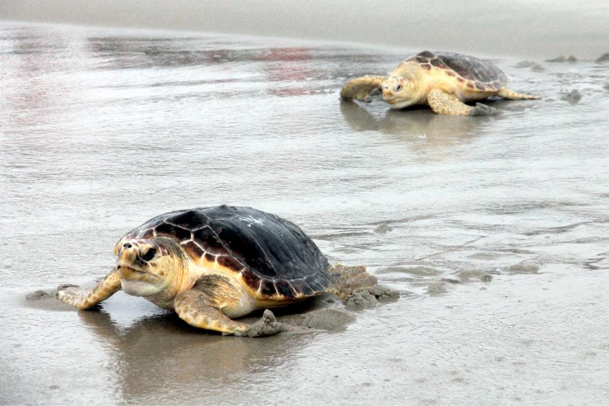 North Carolina Coastal Federation 