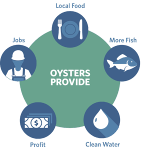 Oysters Provide: Clean Water, Local Food, More Fish, Jobs, and Profit 