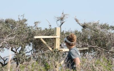 Rescuing the Rookery