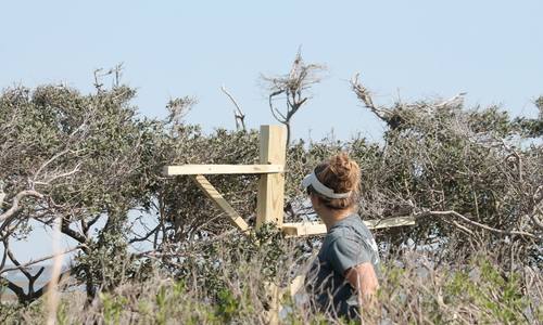Rescuing the Rookery